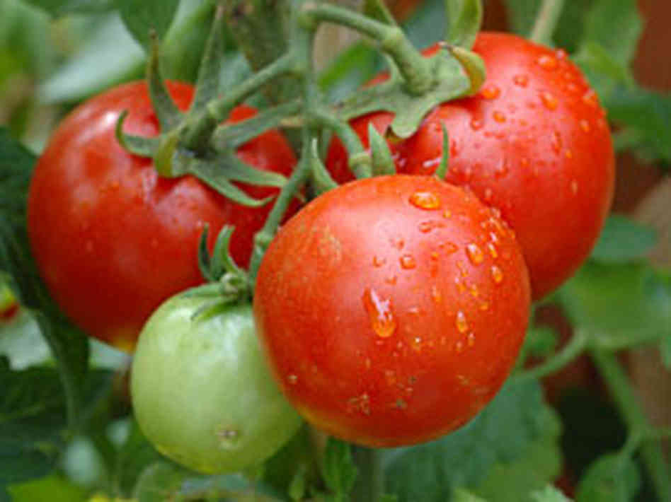 Tomatoes Southeast Texas